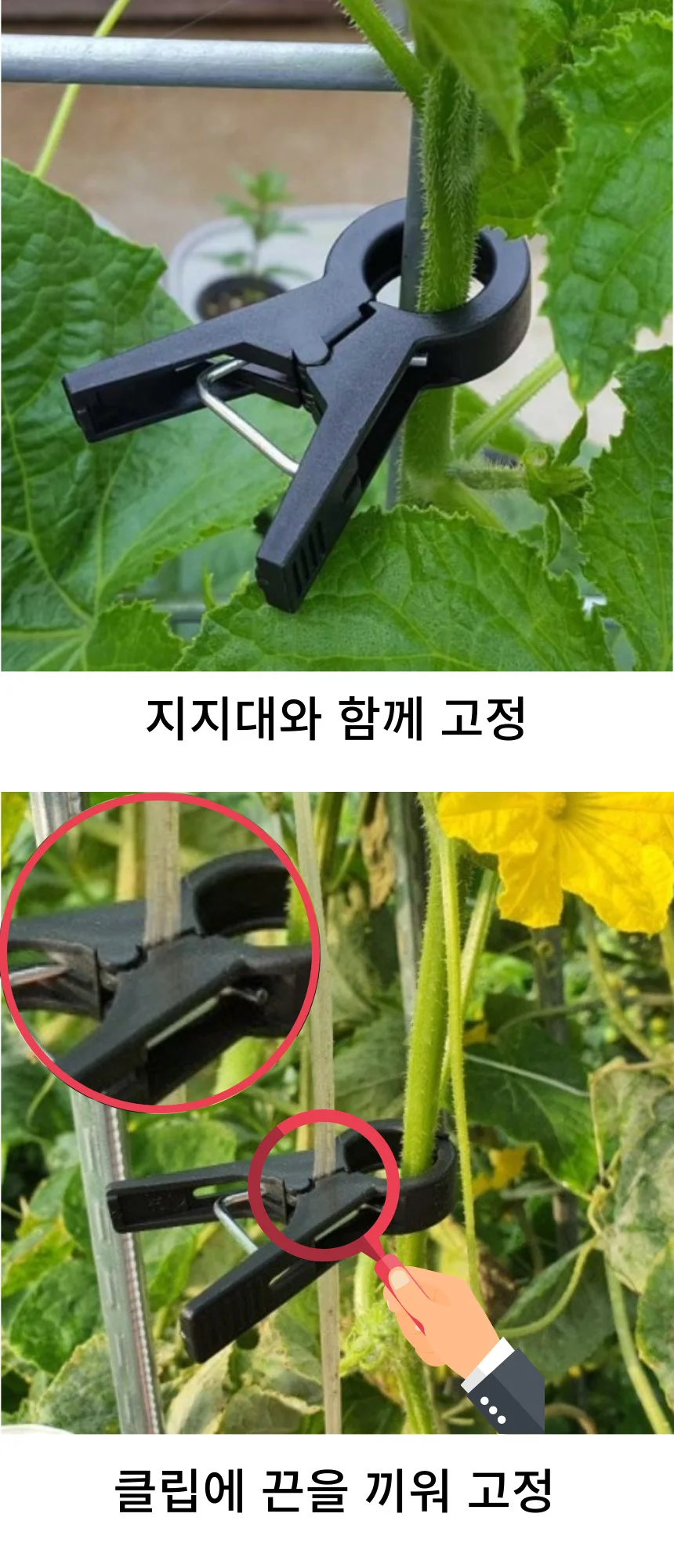 3.0cm 고추집게 오이집게 호박 토마토 작물유인 집게 상세3
