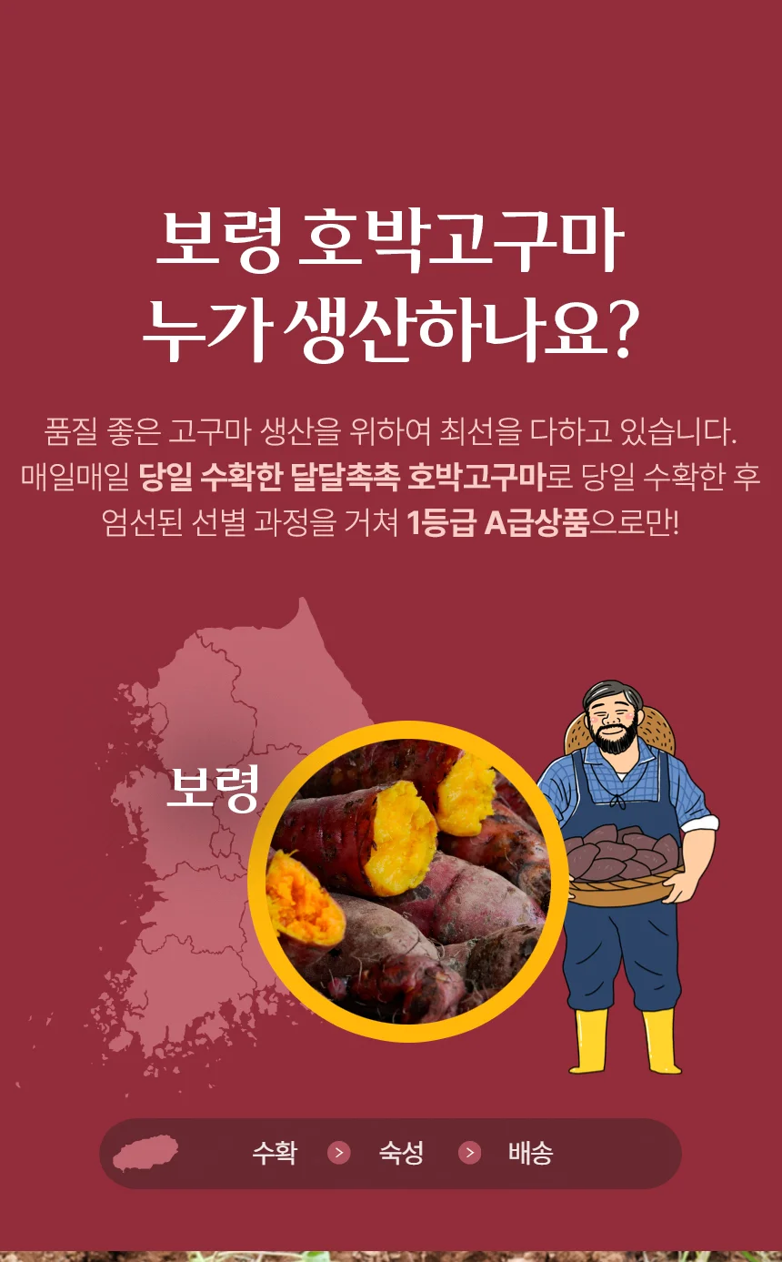 산지직송 보령 황토 호박고구마 비세척 10kg 상세4