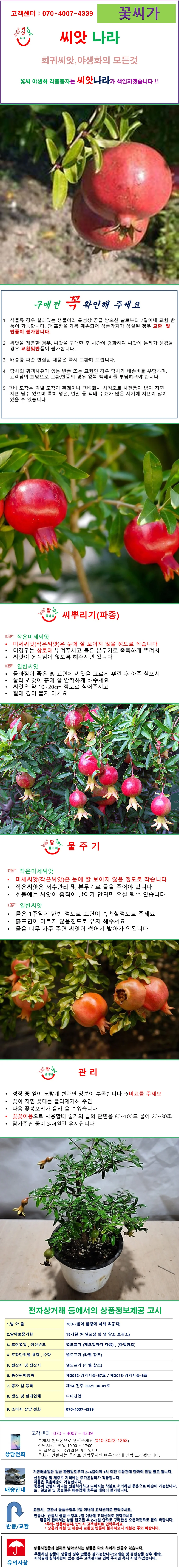 미니석류나무 씨앗 10립 상세1