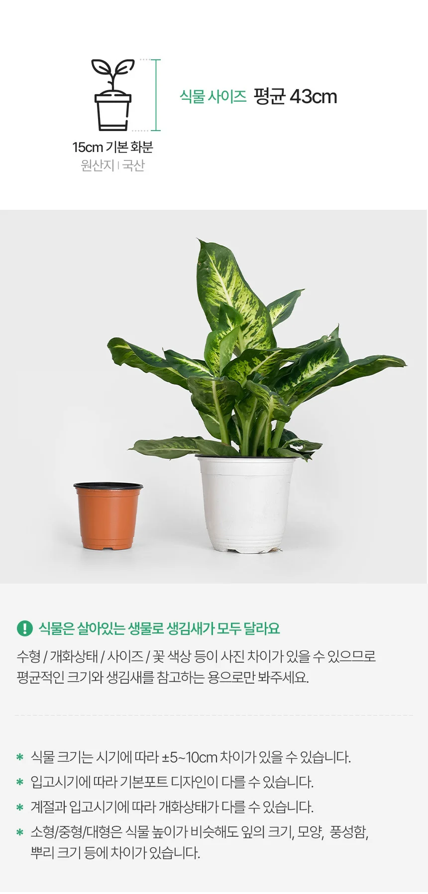 디펜바키아 서브라임 (중형) 상세3