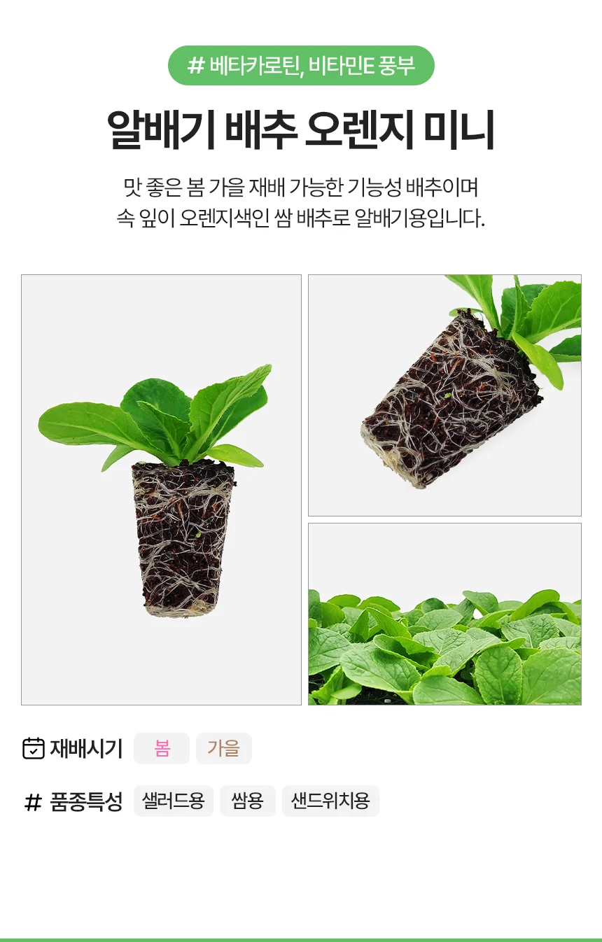 알배기 배추 오렌지 미니 2개 상세3