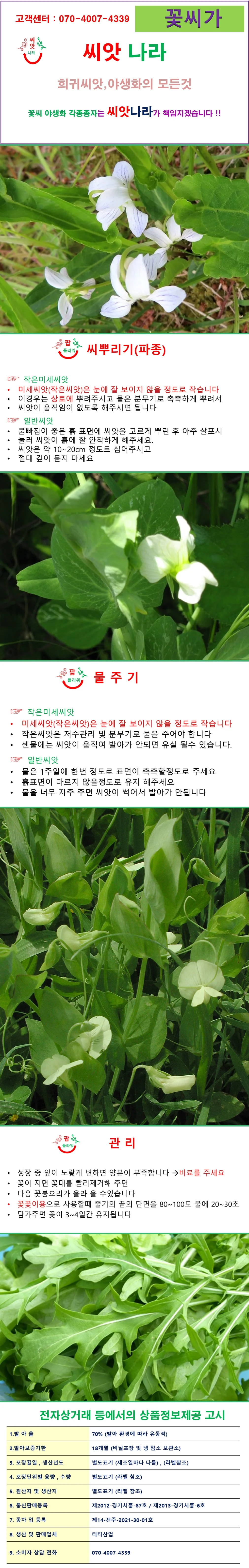 허브씨앗 루꼴라씨앗 50립 상세1