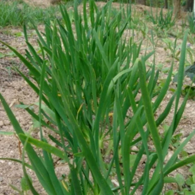 씨앗 두메 부추 종자 토종 다년생 100알 chive Seed