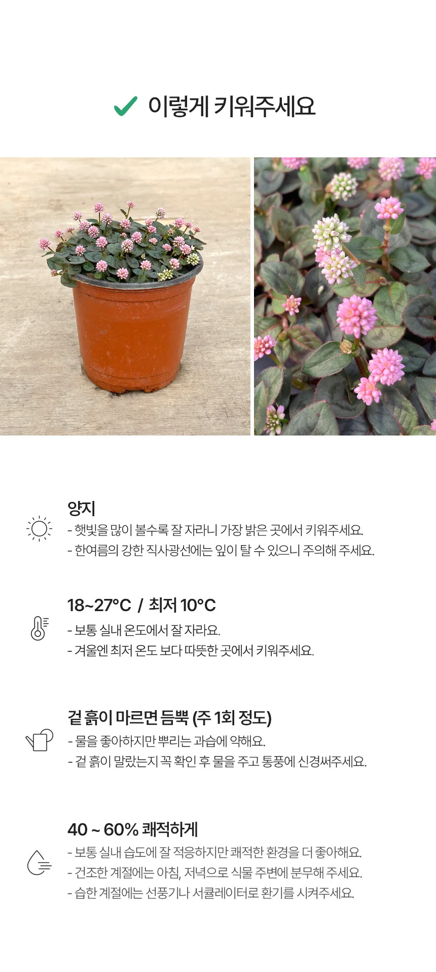 개모밀덩굴 (소형) 상세5