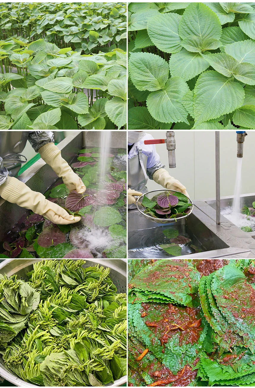 매력반찬 국산 깻잎 매실생깻잎 양념무침 500g 상세4