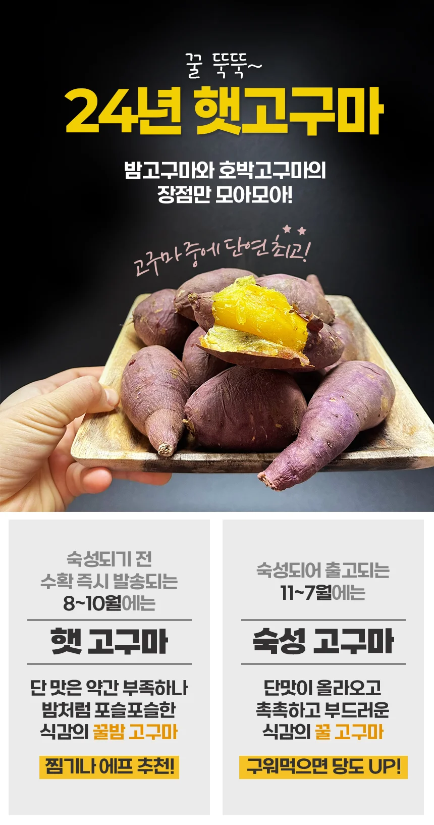 해남 고압살균 세척 고구마 5kg (특상) 상세1