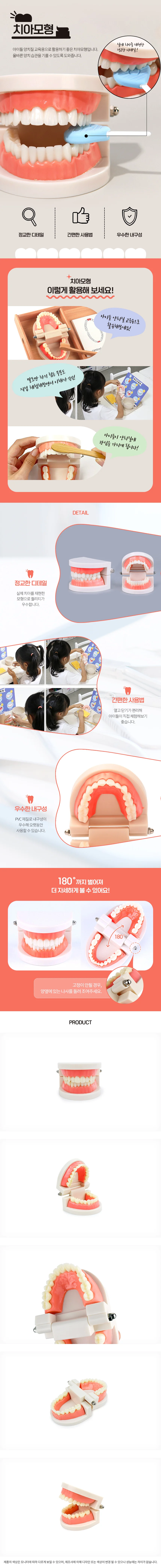 치아모형 상세1