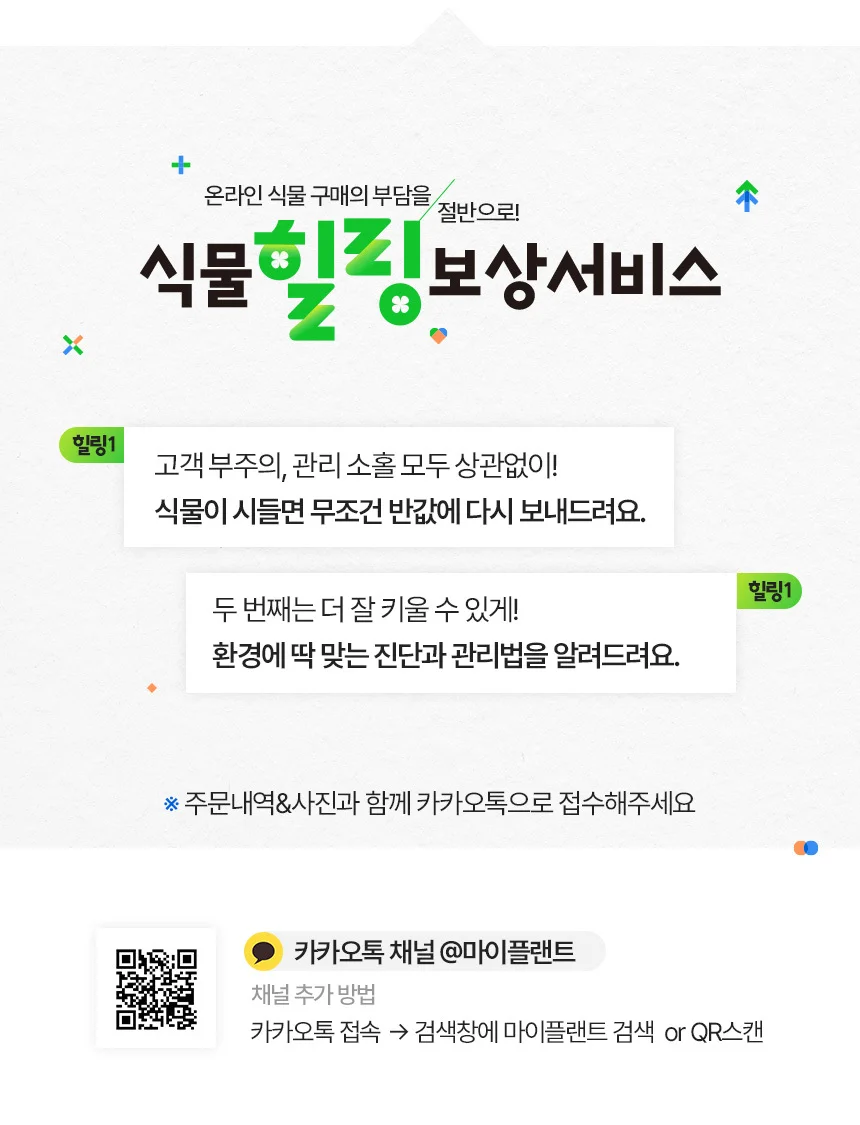 디펜바키아 서브라임 (중형) 상세5