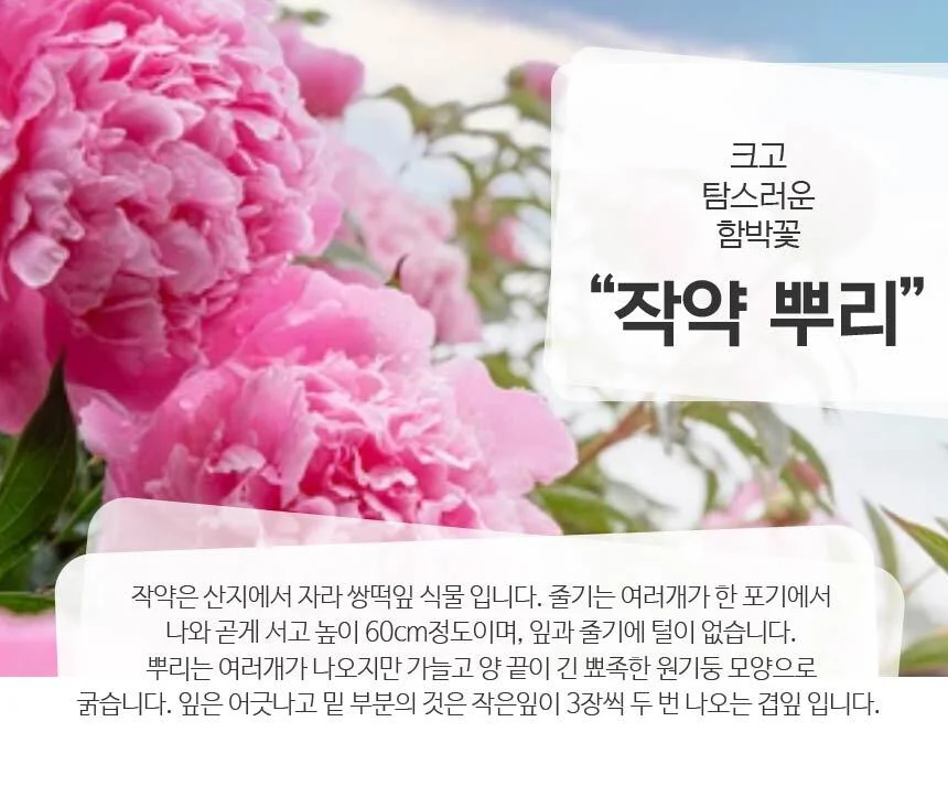 산해랑 작약 500g (국내산) 상세4