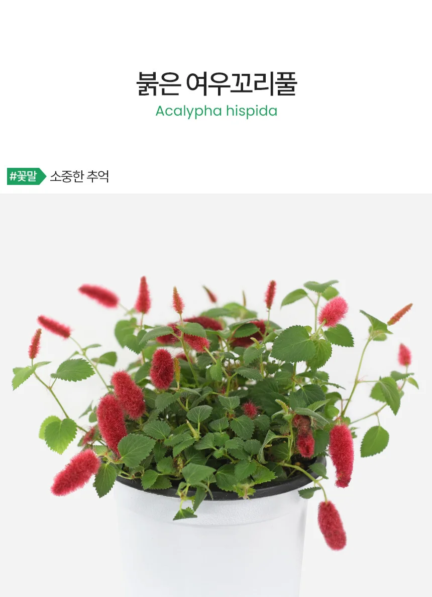 붉은 여우꼬리풀 (중형) 상세2